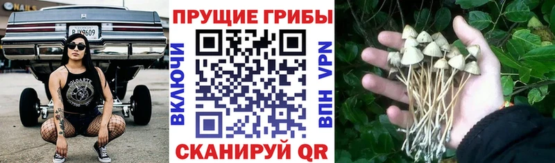 ссылка на мегу маркетплейс  Певек  Галлюциногенные грибы Psilocybe 